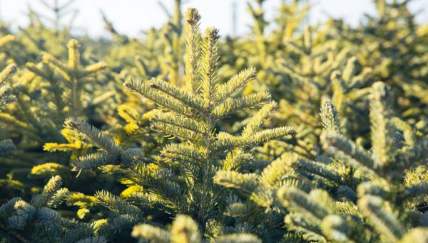 樟子松是什么木材 樟子松的用途