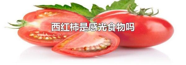 西红柿是感光食物吗