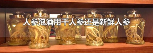 人参泡酒用干人参还是新鲜人参