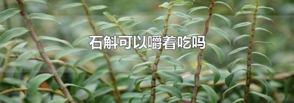 石斛可以嚼着吃吗