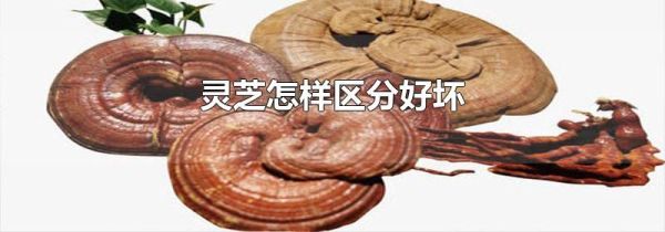 灵芝怎样区分好坏