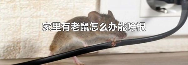 家里有老鼠怎么办能除根