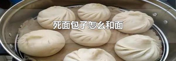 死面包子怎么和面