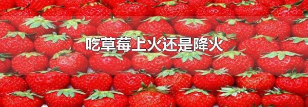 吃草莓上火还是降火