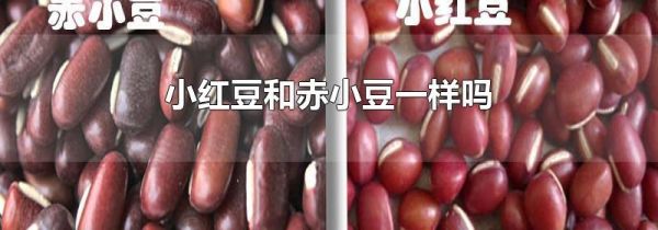 小红豆和赤小豆一样吗