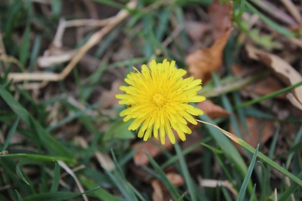 蒲公英花的功效与作用 蒲公英花的适宜人群