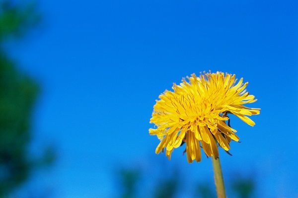 蒲公英花的功效与作用 蒲公英花的适宜人群