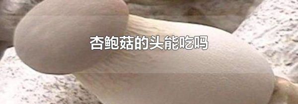 杏鲍菇的头能吃吗