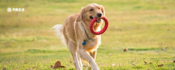 小狗的舌头有什么作用 小狗的舌头的作用