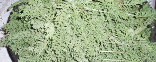 米米蒿的功效与作用  米米蒿有哪些功效作用