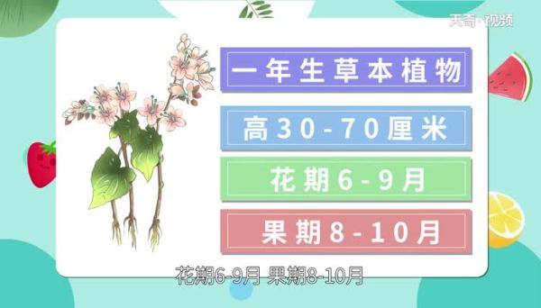 苦荞的功效与作用 喝苦荞茶的好处