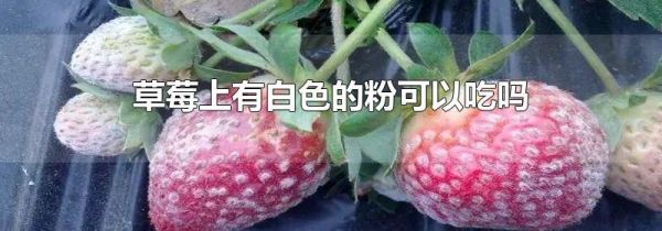 草莓上有白色的粉可以吃吗