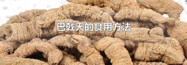 巴戟天的食用方法