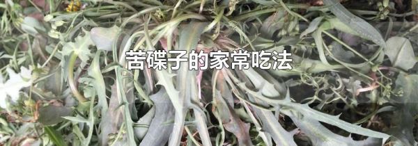 苦碟子的家常吃法