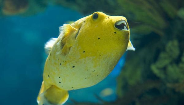 河豚的白子是什么部位 河豚里面的白子是什么