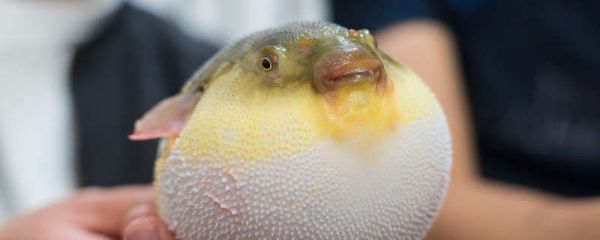 河豚的白子是什么部位 河豚里面的白子是什么