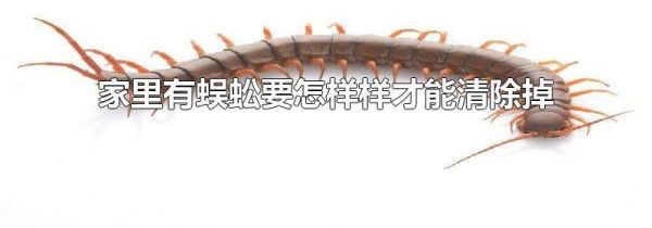 家里有蜈蚣要怎样样才能清除掉