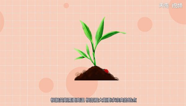 胡萝卜是什么季节的蔬菜 胡萝卜是哪个季节的蔬菜