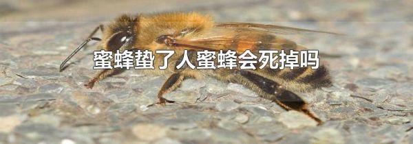 蜜蜂蛰了人蜜蜂会死掉吗