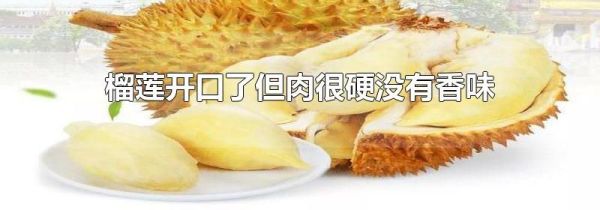 榴莲开口了但肉很硬没有香味