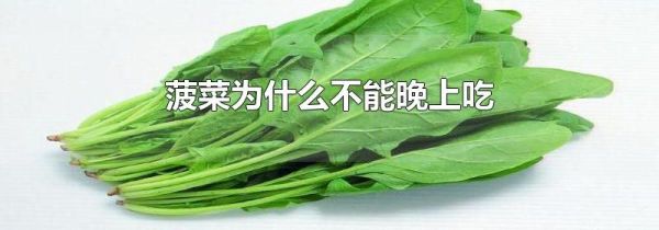 菠菜为什么不能晚上吃