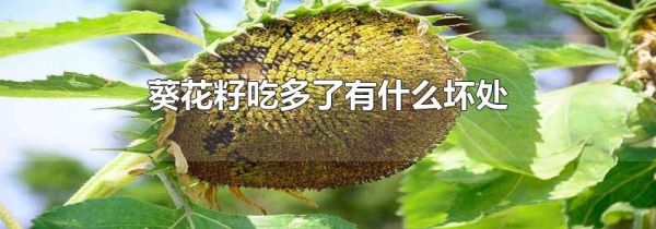 葵花籽吃多了有什么坏处