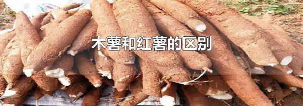 木薯和红薯的区别
