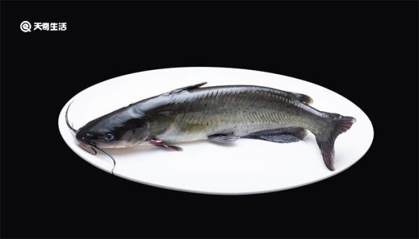 黑鱼又叫什么鱼名称 黑鱼又叫什么鱼
