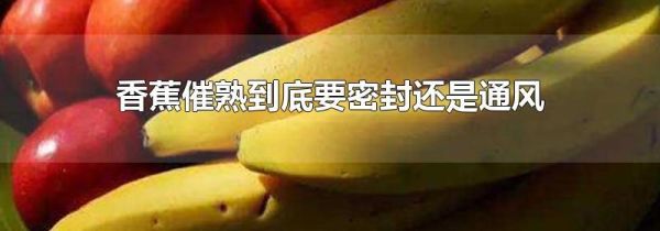 香蕉催熟到底要密封还是通风