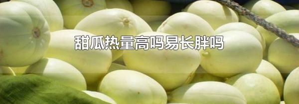 甜瓜热量高吗易长胖吗