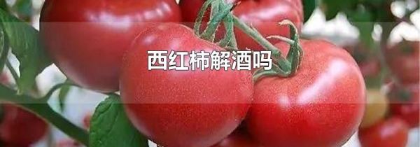 西红柿解酒吗