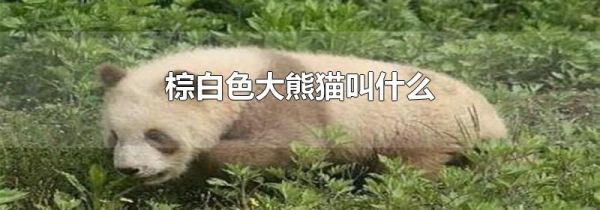 棕白色大熊猫叫什么