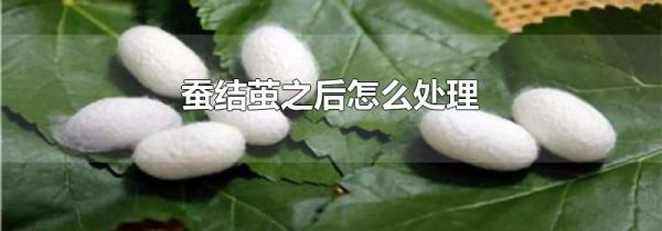 蚕结茧之后怎么处理