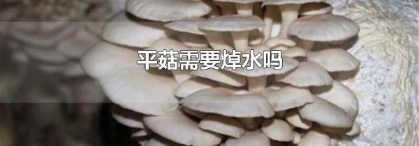 平菇需要焯水吗