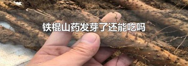 铁棍山药发芽了还能吃吗