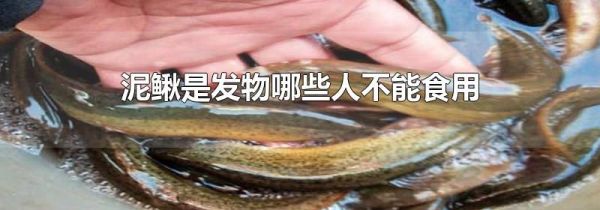 泥鳅是发物哪些人不能食用