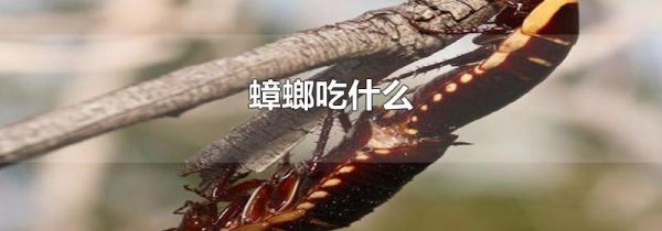 蟑螂吃什么