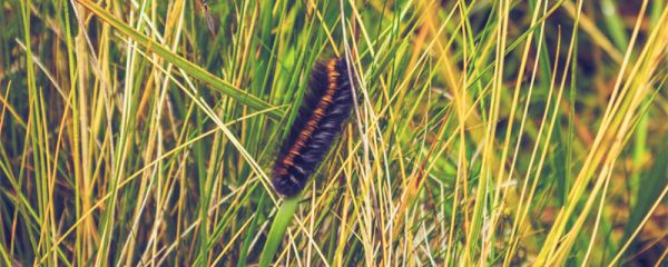 洋辣子是什么 洋辣子的危害是什么