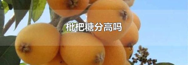 枇杷糖分高吗