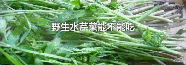 野生水芹菜能不能吃