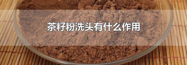 茶籽粉洗头有什么作用