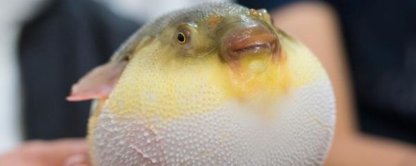 河豚哪里有毒 河豚怎么处理才没毒