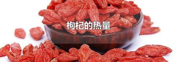 枸杞的热量