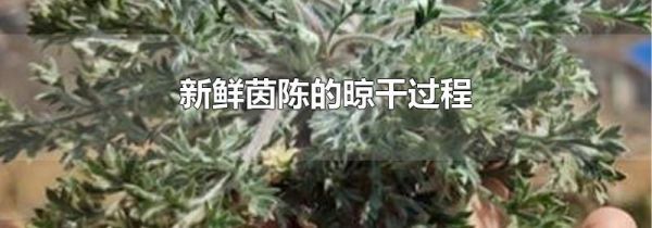 新鲜茵陈的晾干过程