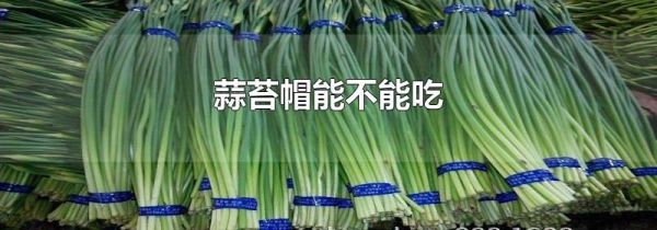 蒜苔帽能不能吃