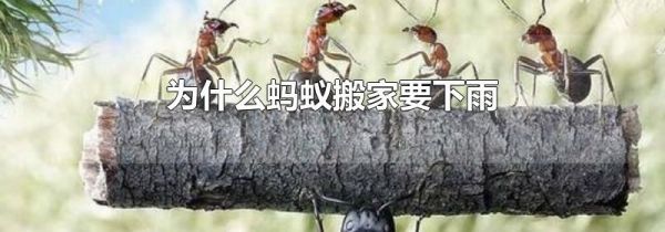为什么蚂蚁搬家要下雨