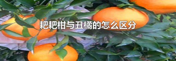 耙耙柑与丑橘的怎么区分