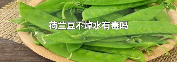 荷兰豆不焯水有毒吗