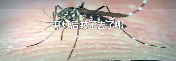 开灯后蚊子去了哪