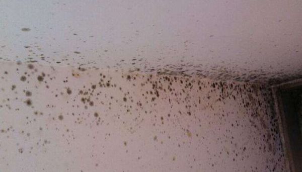 墙角发霉发潮怎么处理 墙角发霉发潮如何处理